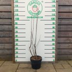 Muchovník kanadský (Amelanchier canadensis) ´LAMARCKII´ - výška 110-130 cm, kont. C7L - VIACKMENNÝ